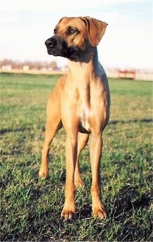 Front view - A Rhodesian Ridgeback is standing in grass and it is looking to the left.