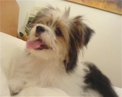 Close up - The left side of a tricolor white with black and tan Shiranian puppy, it is laying on a bed, its mouth is open, its tongue is out, it is looking up and to the left.