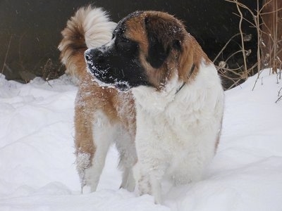 Front view - A brown with white and black Saint Bernard dog is standing in deep snow and it is looking to the left. It is covered in snow.