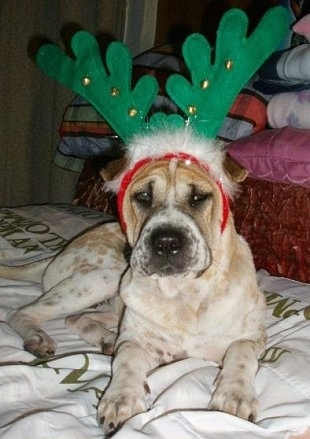 A white with tan Chinese Shar-Pei puppy is laying across a bed and it is looking forward, it is wearing a pair of reindeer antlers.