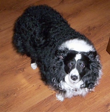 Topdown view of a fat, thick, curly coated, black with white Sheltidoodle dog standing across a hardwood floor and it is looking up. It has shorter hair on its head and its ears are pinned back.