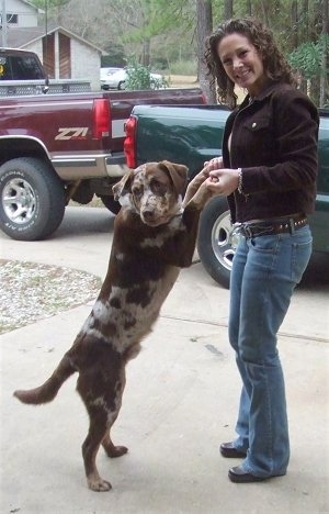 The right side of a brown merle Aussiedor that is standing on its hindlegs in a driveway with its front paws are in the hands of a lady, in front of it.