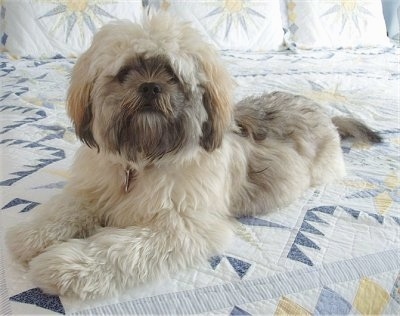 shih tzu x lhasa apso puppies for sale