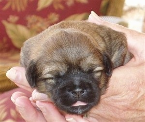 Close up front view - A young brown with black Shih Apso puppy is laying in a persons hand. Its mouth is open and its tongue is out.