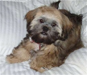 brindle lhasa apso