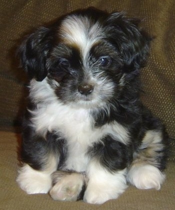 black and white lhasa apso puppy