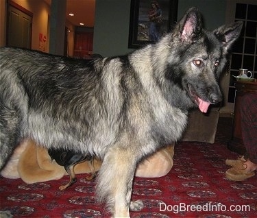 The right side of a black with tan Shiloh shepherd dog standing across a carpet, it is looking to the right, its mouth is open and its tongue is out. There is a person sitting on a couch towards the right of the image.