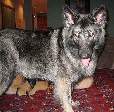 A fluffy black and grey with tan Shiloh Shepherd is standing across a rug, it is looking forward, its mouth is open and its tongue is out. There is a little min pin dog behind the Shepherd.