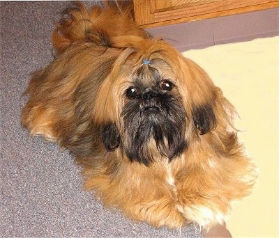 shih tzu pekingese mix for sale