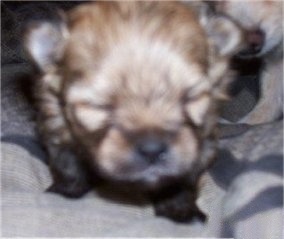 Close up - A brown and black newborn Shiranian puppy is standing on a carpet with its eyes closed.