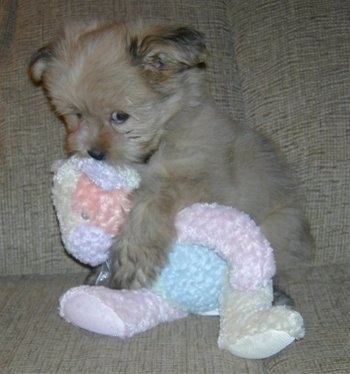 A fuzzy little tan Pom/Shih Tzu mix puppy is laying against the back of a couch and it is cuddled a knit teddy bear.