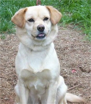 Front view - A tan Shocker dog sitting in a patch of brown grass looking slightly to the right and its mouth is slightly open. The dog has dark almond-shaped eyes, a brown nose and it looks happy.