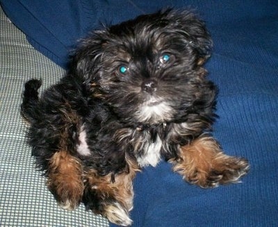 Front view from the top looking down at the dog - A little wavy coated, black with tan and white Shorkie Tzu puppy is sitting on a bed and it is looking up.