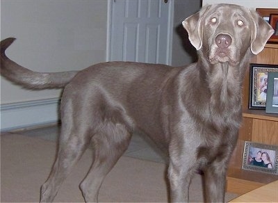 silver and chocolate lab mix