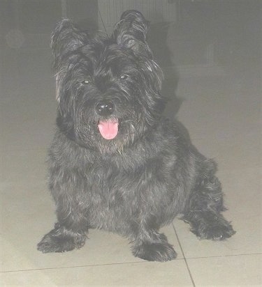 Front view - A black Skye Terrier dog sitting on a tiled floor looking forward with its mouth open and its pink tongue is out. The dog has a wide chest and short little legs.
