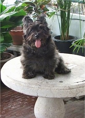 A little thick-coated, black Skye Terrier dog sitting on a stone table outside on a porch looking forward with its mouth open and its long tongue sticking out.