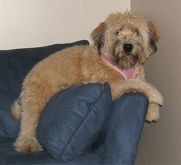 The right side of a tan with black Soft Coated Wheaten Terrier that is laying across the arm of a blue couch. It is looking forward and it has a pink item around its neck.