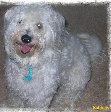 Front view - A white Soft Coated Wheaten Terrier is sitting across a carpet, it is looking up, its mouth is open and it looks like it is smiling. It has a long, wavy coat.