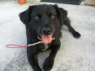 Close up front view - A black with white Spanador dog is laying on top of a concrete surface, it is looking forward, its mouth is open and its tongue is out. It has brown eyes.