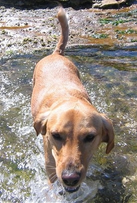 Close up front view - A brown Spanador is walking through a small stream of water and its mouth is open.