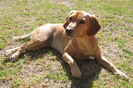 Side view - A brown Spanador is laying across grass, it is looking up and to the left. It has yellow eyes and long soft ears.