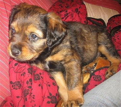 Close up - A small, soft, black and tan St. Weiler puppy is laying down across a blanket on a couch and it is pushing off of a person under it.