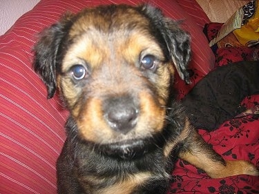 Close up - A small black and tan St. Weiler puppy is sitting on a blanket on top of a bed, it is looking up and its head is tilted to the right.