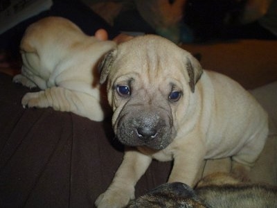 shar pei terrier mix puppy