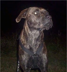 Close up front view upper body shot - A brown brindle Staffordshire Bull Terrier/Bull Mastiff mix is standing outside in grass at night. It is wearing a black harness looking up and to the right.