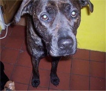 Close up head shot from the top looking down at the dog - A brown brindle Staffordshire Bull Terrier/Bull Mastiff mix is standing on a brick red tiled floor and it is looking up.