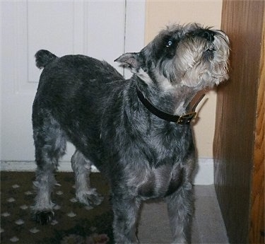 A black, grey and white Standard Schnauzer dog standing on a carpet howling.