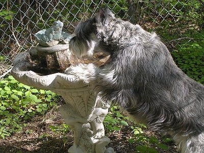 The back left side of a grey and white Standard Schnauzer dog jumped up at a bird bath looking at the water in it.
