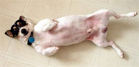 Top down view of a white with black and tan Toy Fox Terrier dog is laying belly up across a tiled floor. The dog is intact.