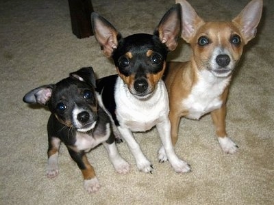 all about rat terriers