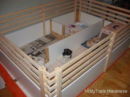 A whelping box that has five sitting little puppies in it. The box has solid wooden sides with wooden railings above them and dividers for rooms.