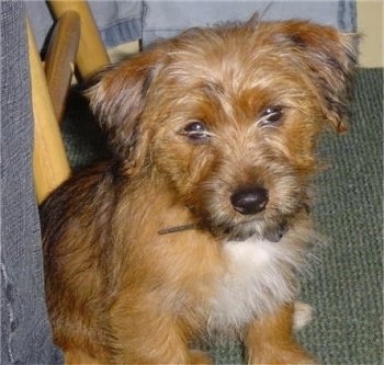 A scruffy, but soft looking brown with white and black Yorkie Russell dog sitting on a green carpet looking forward and its head is slightly tilted to the left. It has longer hair going in front of its dark wide round eyes and it has a black nose.