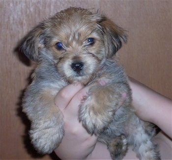 Digger the Bichon Yorkie puppy being held in the air by a person