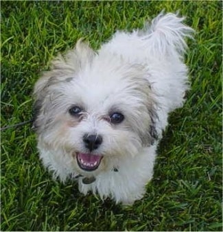 Top down view of a white with gray Zuchon puppy that is sitting in green grass. Its mouth is open, its looking  up and it looks like it is smiling.
