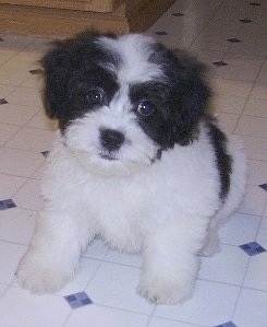 A small, fluffy white with black Zuchon puppy is sitting on a tiled floor and it is looking forward.