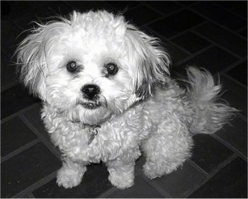 A black and white photo of a Zuchon dog is sitting on a brick tiled floor. It has a curly coat and wide round eyes with a black nose.