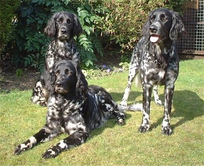 Three black and white Large Munsterlander dogs are outside in grass in front of a building. One dog is laying down, one dog is standing and the other is sitting.