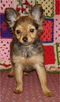 Russian Toy Dog Breed Information And