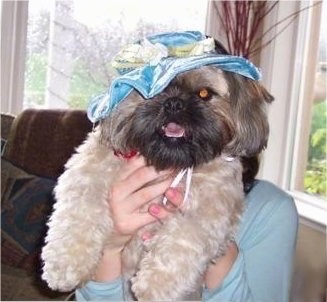 A thick coated, tan with black Shiffon dog has a velvety light blue and green hat on its head, its mouth is open and it looks like it is smiling. There is a person behind it holding it in the air.