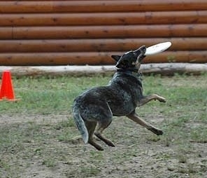 Coyote the Australian Cattle Dog is catching a frisbee in a field. There is a red cone in the background and a log wall, as well