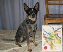 Coyote the Australian Cattle Dog is sitting next to a chair that has his painting leaning against it