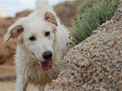 A wet, white Akbash Dog is standing next to and looking at a large rock that has green plants growing out of it.
