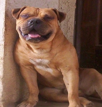 Alapaha Blue Blood Bulldog leaning on a wall with mouth open