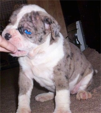Alapaha Blue Blood Bulldog puppy with bright blue eyes being pet under the chin