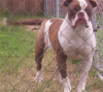 Alapaha Blue Blood Bulldog standing behind a chain link fence