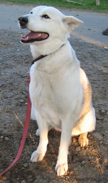 A White Alaskan Husky is sitting in the dirt and it is looking up and to the left.